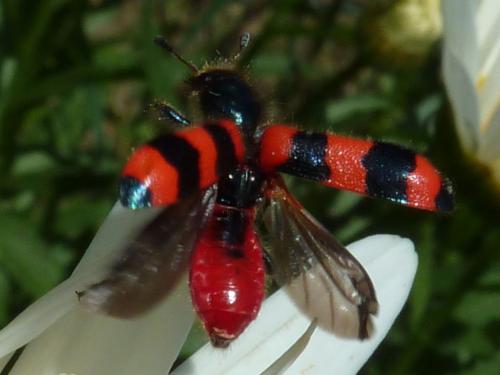 Trichodes apiarius